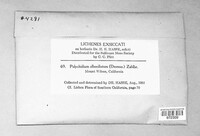Image of Leptochidium albociliatum